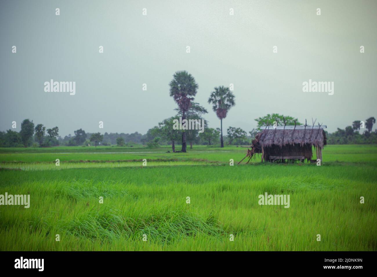 Rural life in Cambodia Stock Photo Alamy