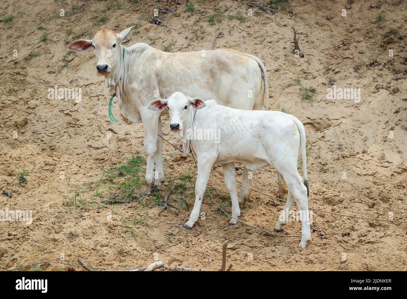 Rural life in Cambodia Stock Photo Alamy