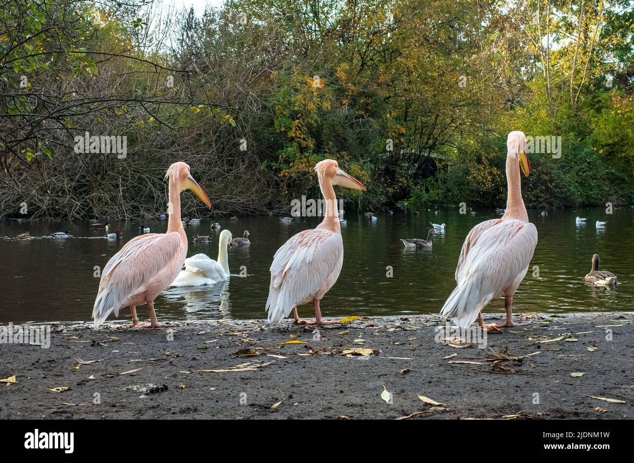 Famous Pelicans in St James park, central London - 2021 Stock Photo