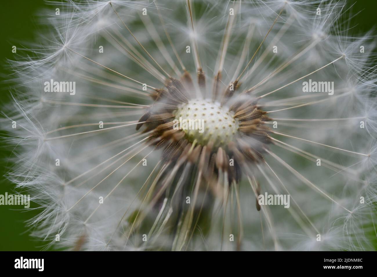 Macro photography dandelion hi-res stock photography and images - Alamy