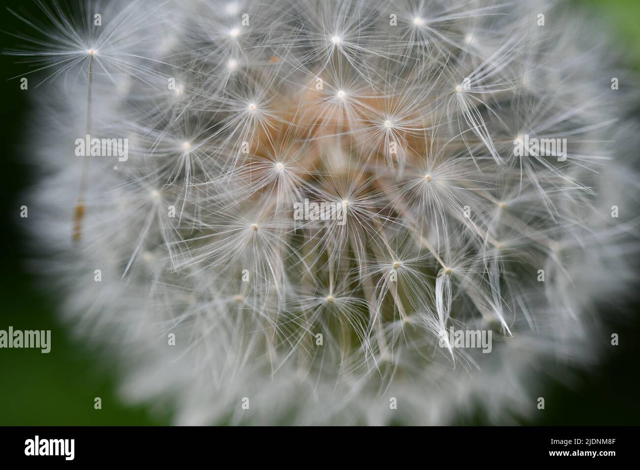Macro photography dandelion hi-res stock photography and images - Alamy