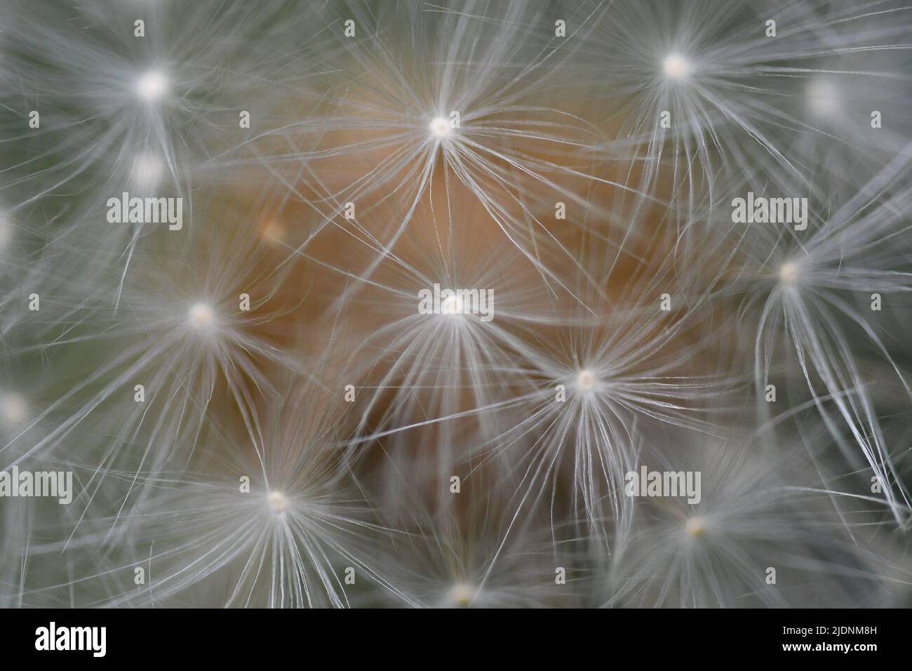 Macro photography dandelion hi-res stock photography and images - Alamy