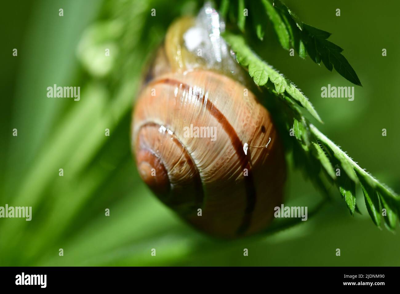 Whelk snail hi-res stock photography and images - Alamy