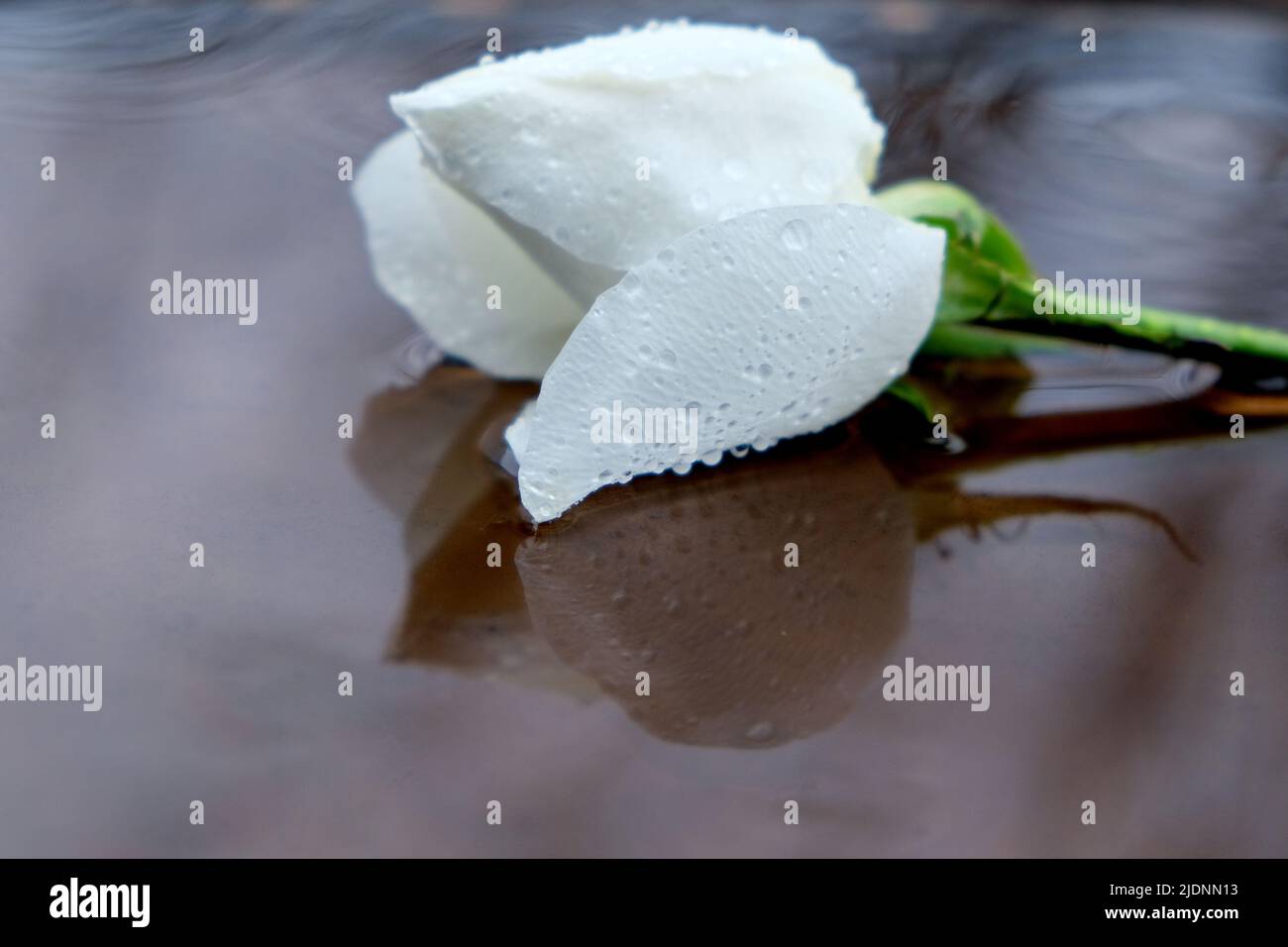 A single white rose in the rain Stock Photo