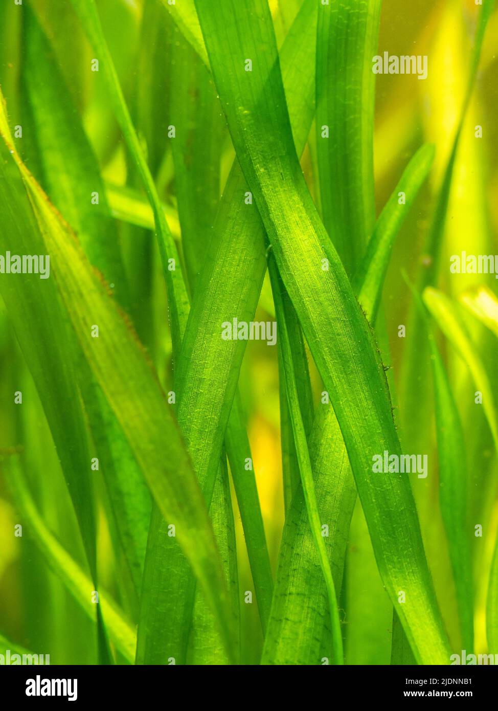 detail of a Vallisneria gigantea freshwater aquatic plants in a fish tank with blurred background - selective focus Stock Photo