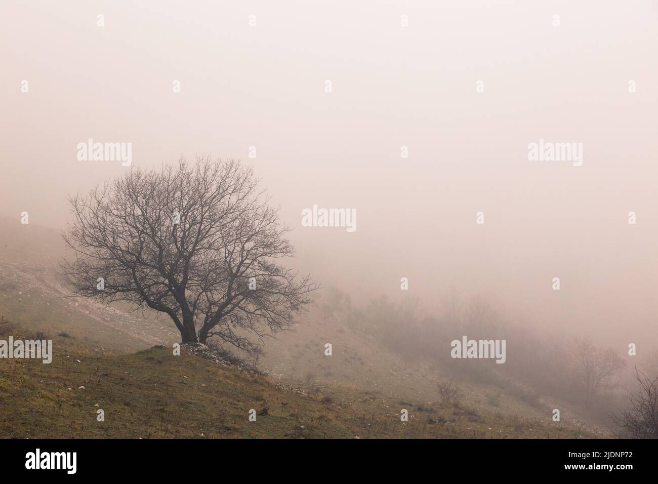 Skeletal tree in the middle of fog Stock Photo - Alamy