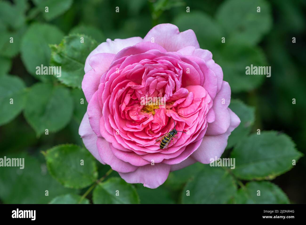 bee on the rose Princess Alexandra of Kent Stock Photo