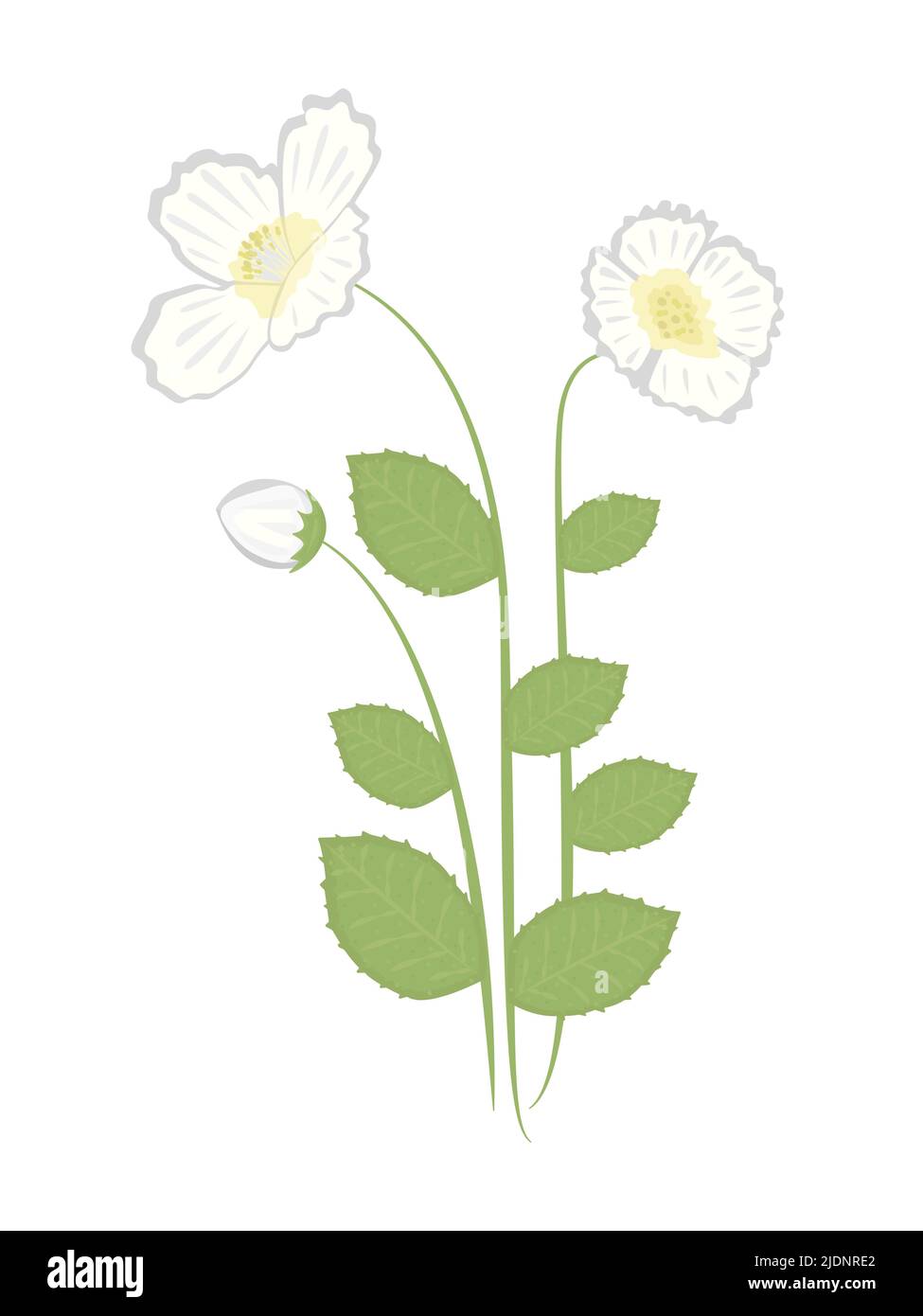 Three jasmine flowers, colorful illustration Stock Vector