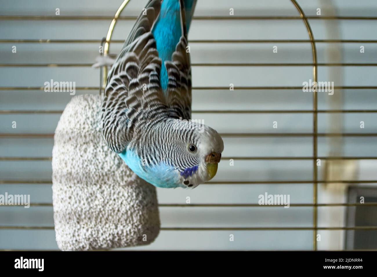 Blue wavy parrot hanging upside down on a piece of pumice stone in his