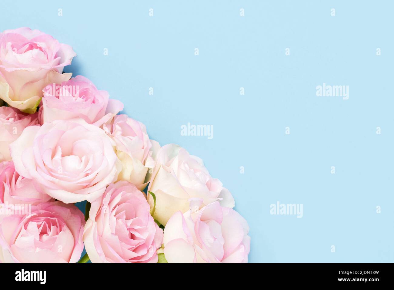 Pink roses on a light blue background. Mother's Day, Valentines Day, Birthday celebration concept. Greeting card. Copy space for text, top view Stock Photo