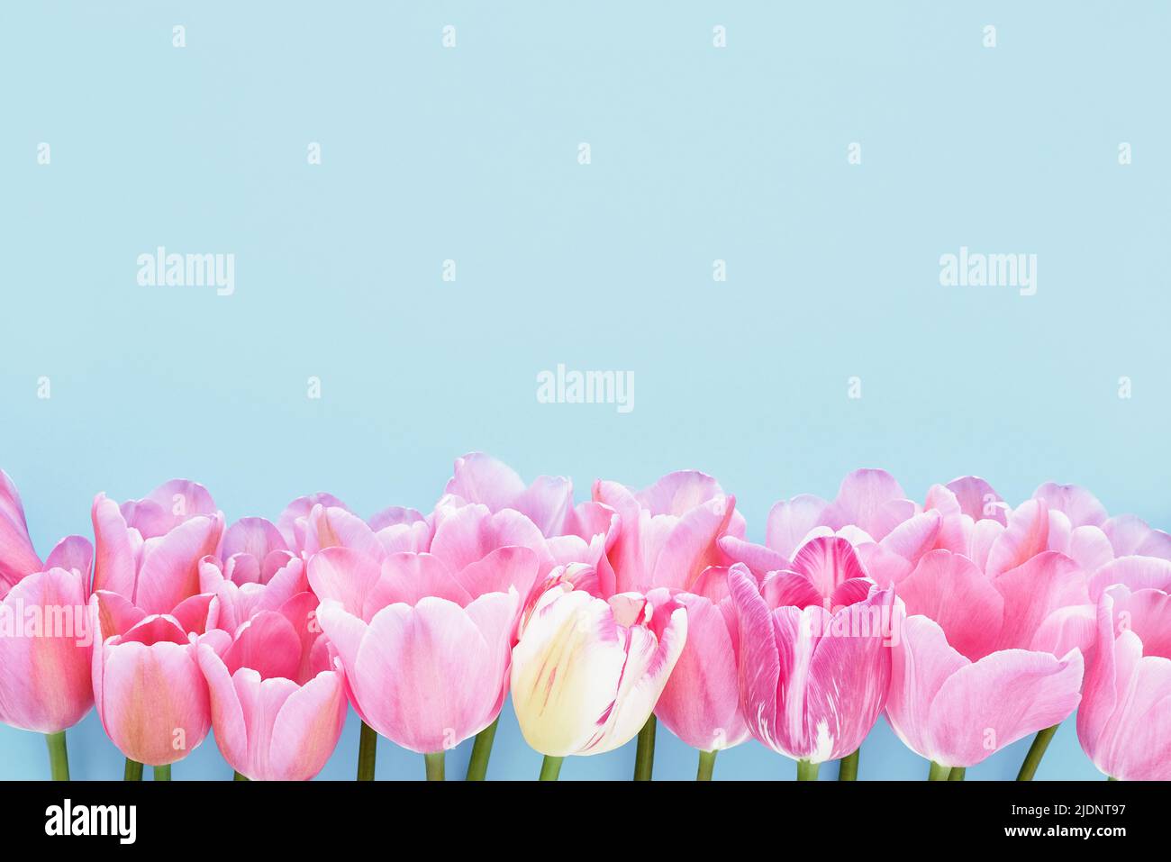 Bright pink tulips on a light blue background. Mothers Day, Valentines Day, birthday celebration concept. Top view, copy space for text Stock Photo