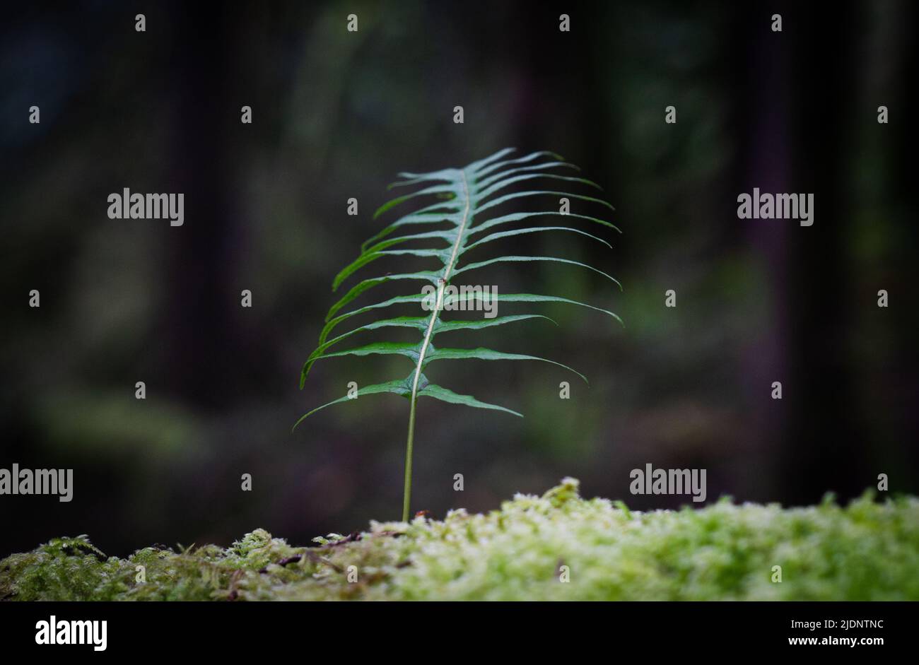 A single young fern growing in the open shade of a Pacific Northwest forest Stock Photo