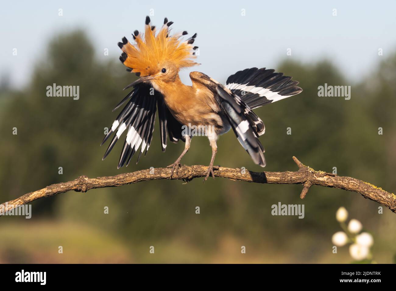 funny hoopoe bird dancing on a branch Stock Photo