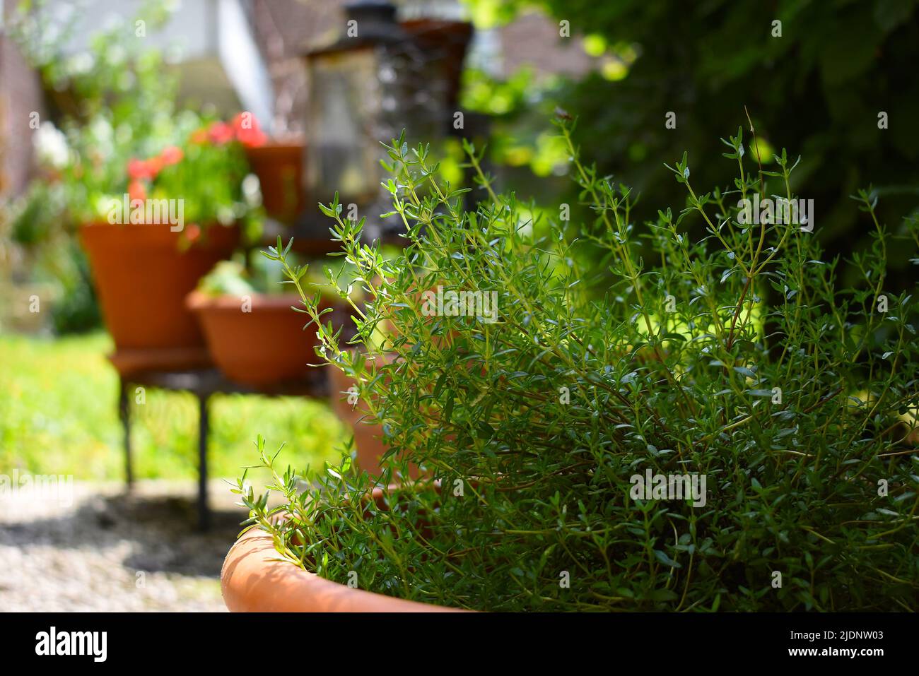 Thyme plant (Thymus vulgaris) in the garden is a perfect addition to