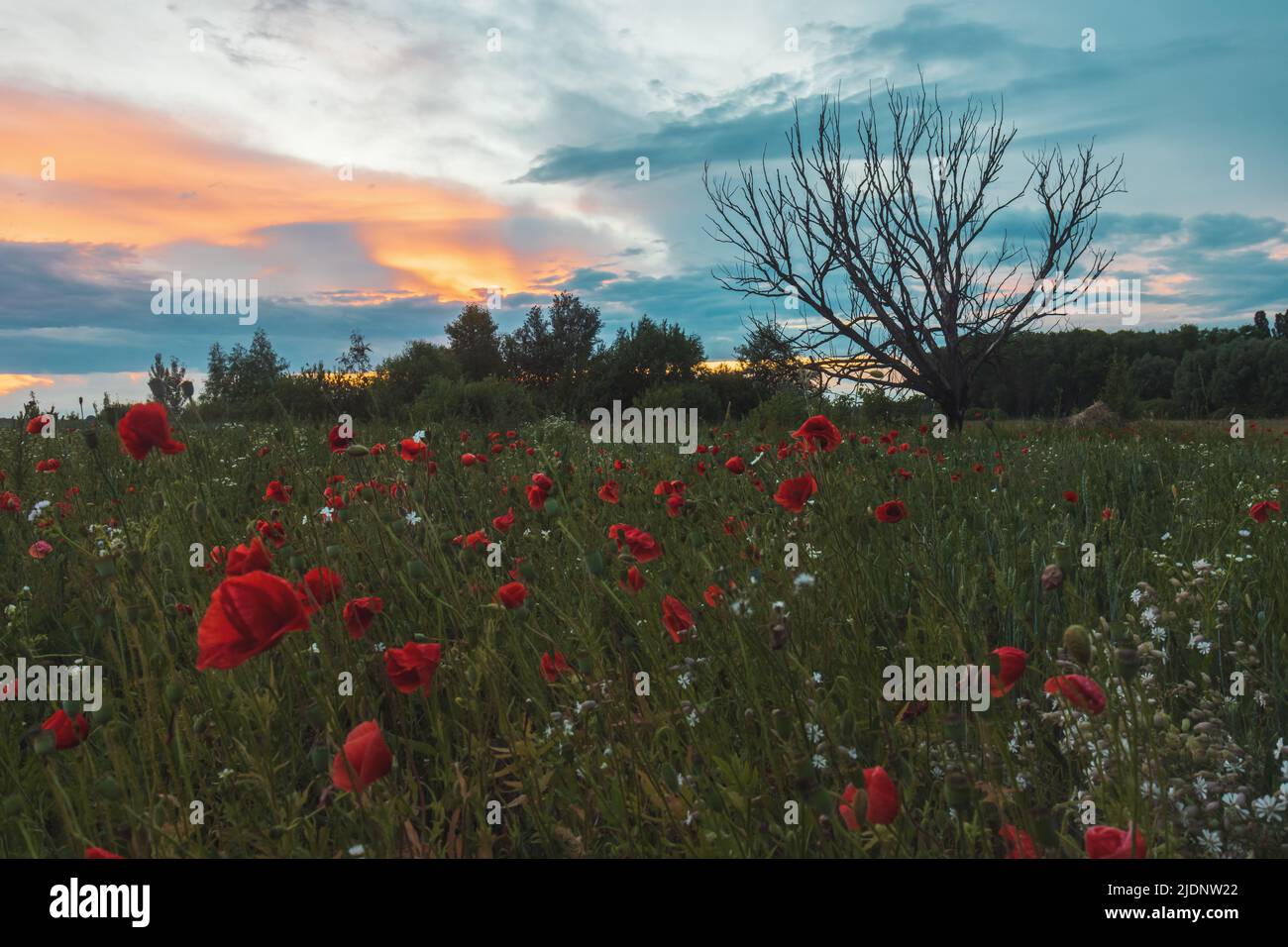 lonely tree at sunset and red poppies Stock Photo