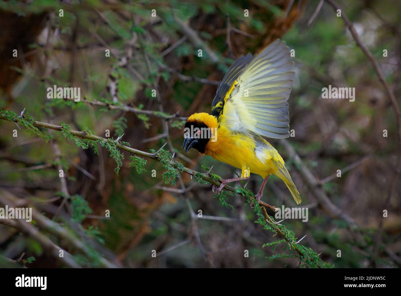 Village Weaver - Ploceus cucullatus also Spotted-backed or Black-headed weaver, yellow bird in Ploceidae found in Africa, introduced to Portugal, Hisp Stock Photo
