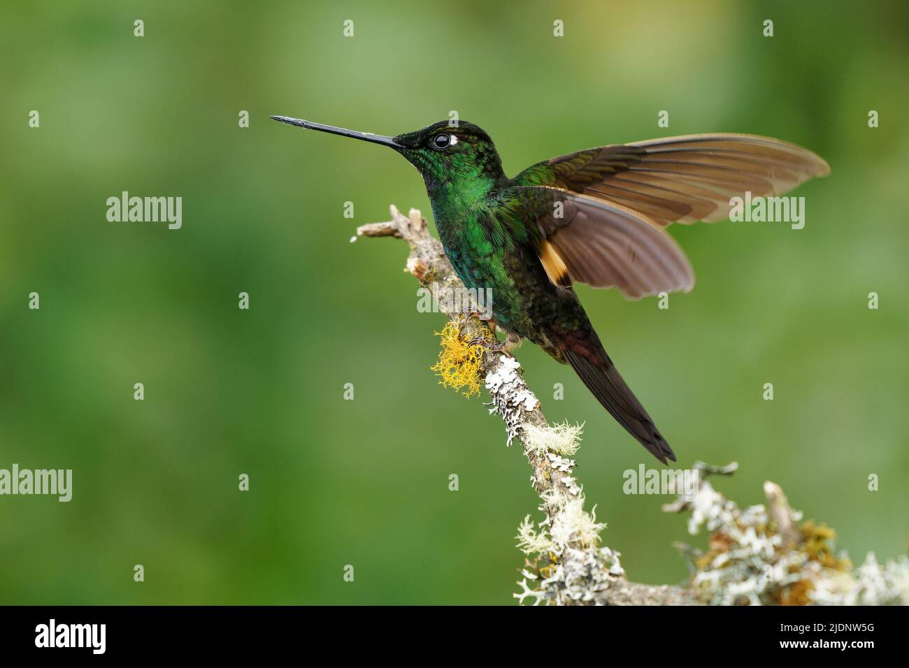 Buff-winged Starfrontlet - Coeligena lutetiae  hummingbird in the brilliants, tribe Heliantheini in subfamily Lesbiinae, found in Colombia, Ecuador an Stock Photo