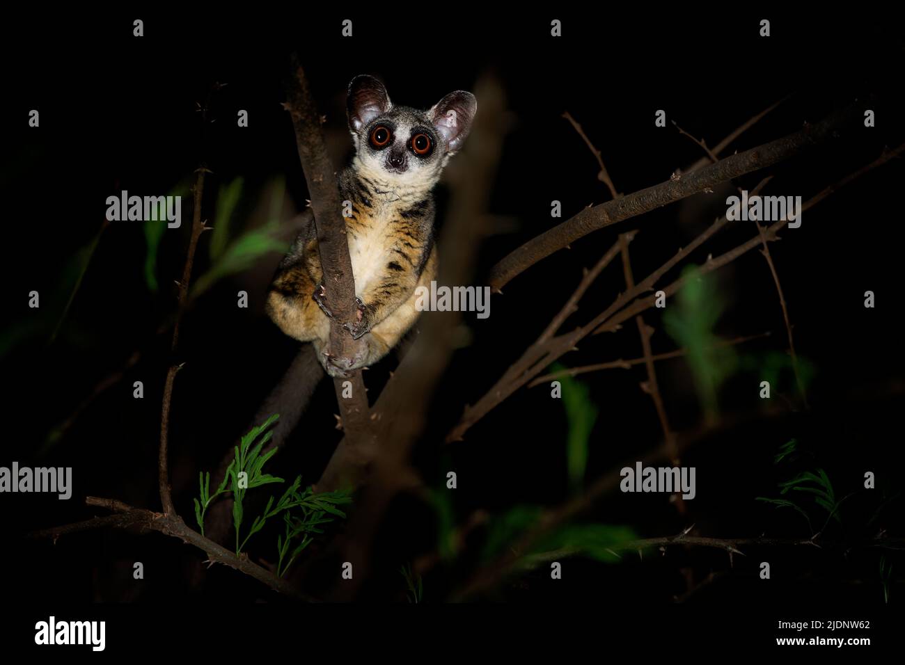 Senegal bushbaby - Galago senegalensis also Senegal galago, Lesser galago or Lesser bush baby, small nocturnal primate family Galagidae, large eyes, i Stock Photo