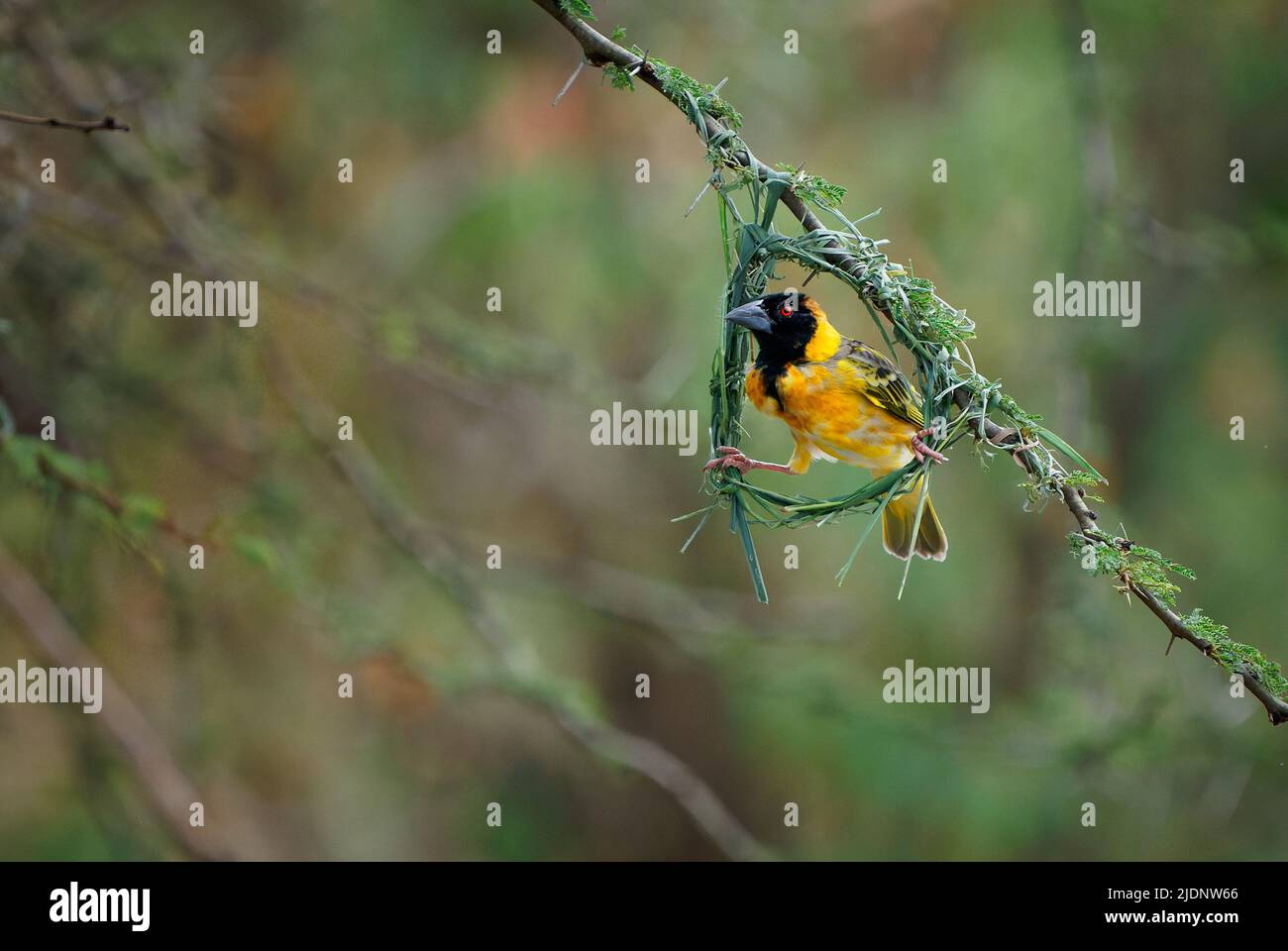 Village Weaver - Ploceus cucullatus also Spotted-backed or Black-headed weaver, yellow bird in Ploceidae found in Africa, introduced to Portugal, Hisp Stock Photo