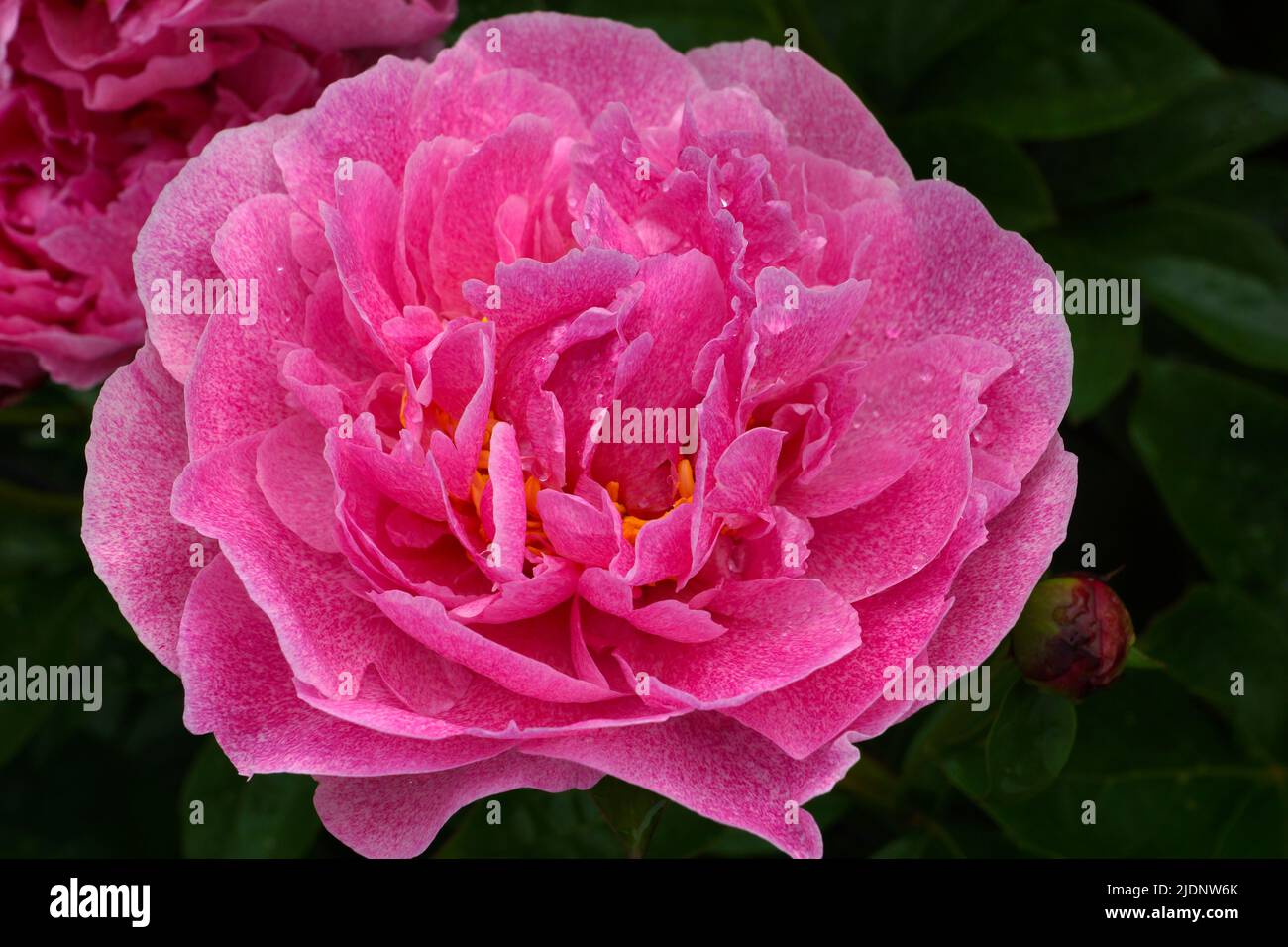 Peony  The Fawn. Double pink peony flower. Paeonia lactiflora Stock Photo