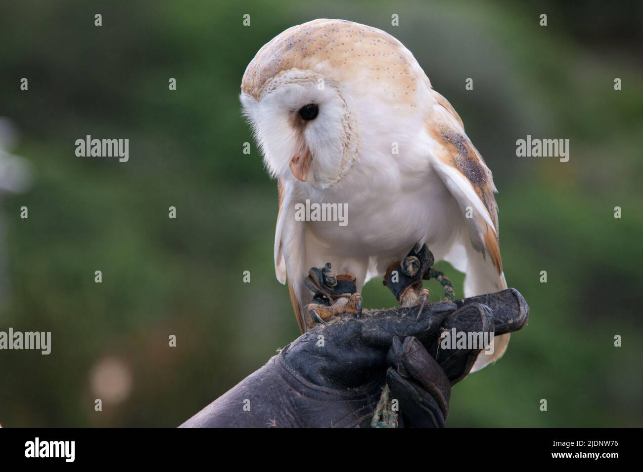 Common barn owl on a human hand wearing a leather glove. Green background Stock Photo