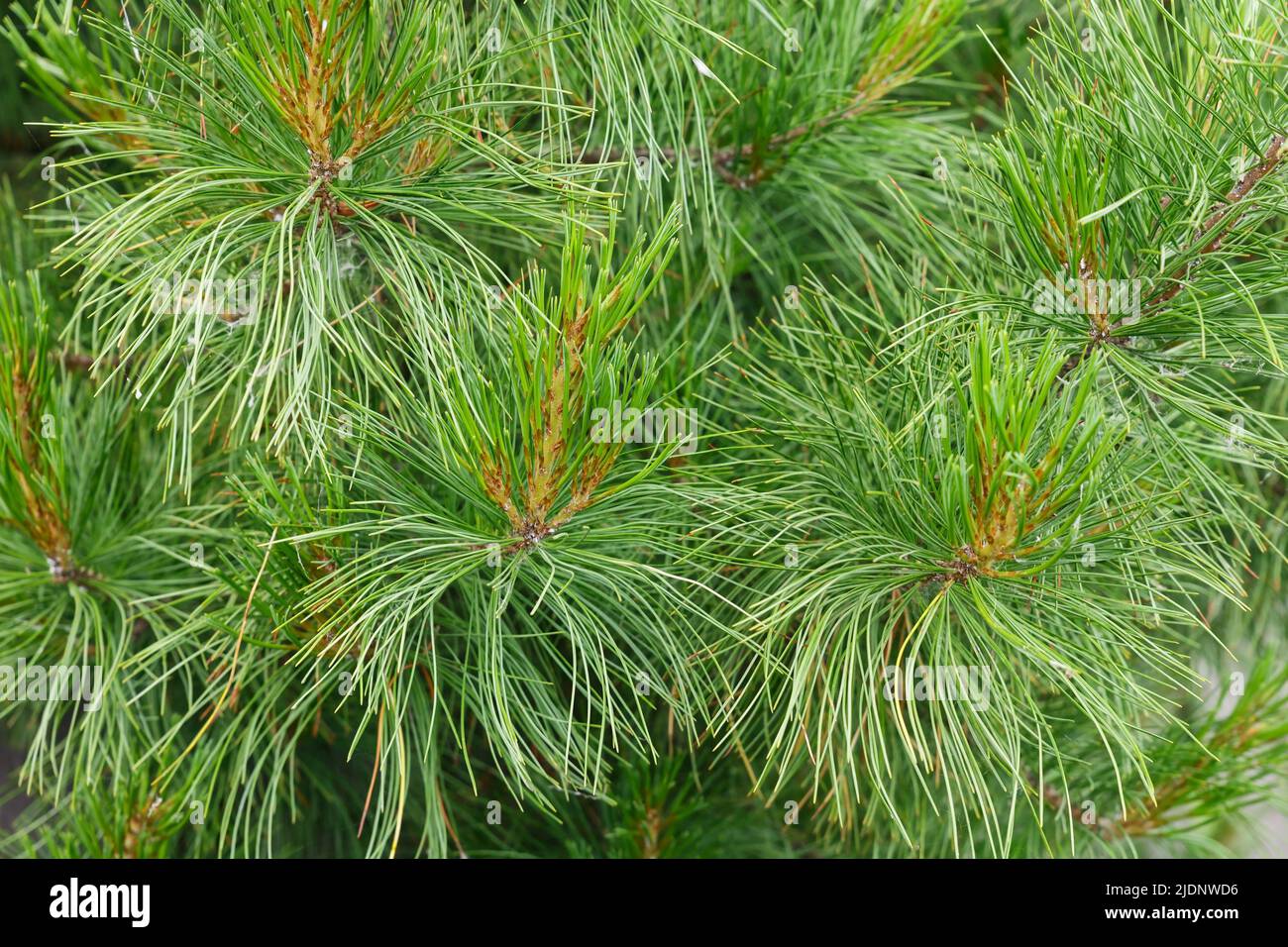 Siberian pine needles background. Natural background and texture. Stock Photo