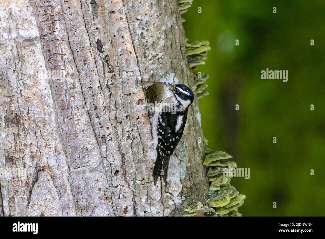 Downy woodpecker nest at Vancouver BC Canada Stock Photo - Alamy
