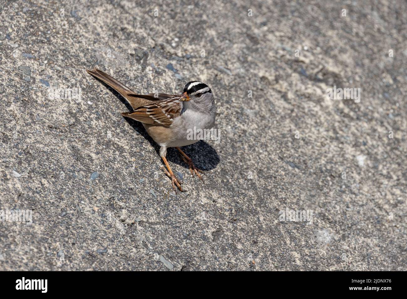 White crowned sparrow at Richmond BC Canada Stock Photo
