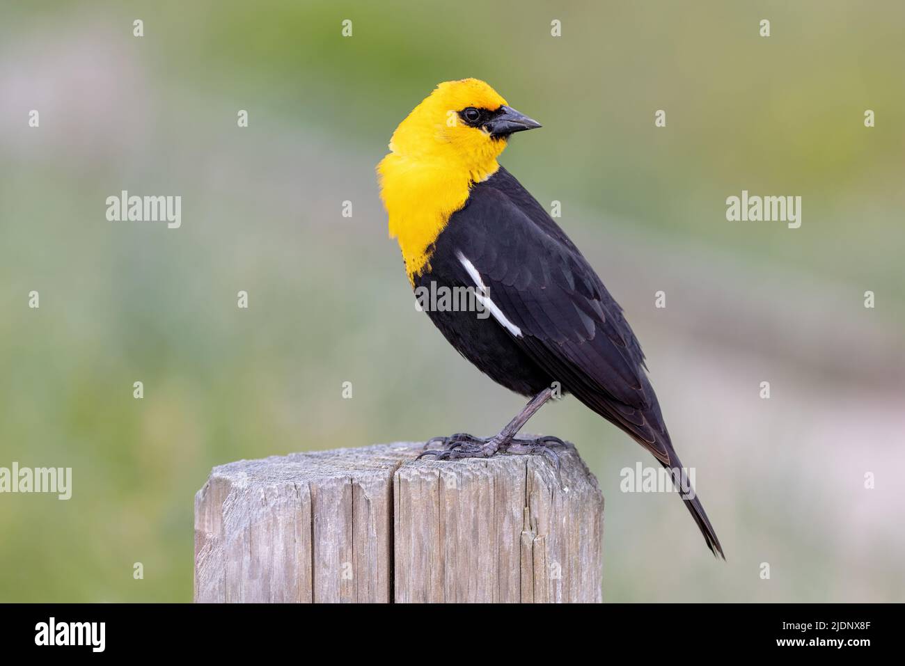 yellow headed blackbird at Richmond BC Canada Stock Photo