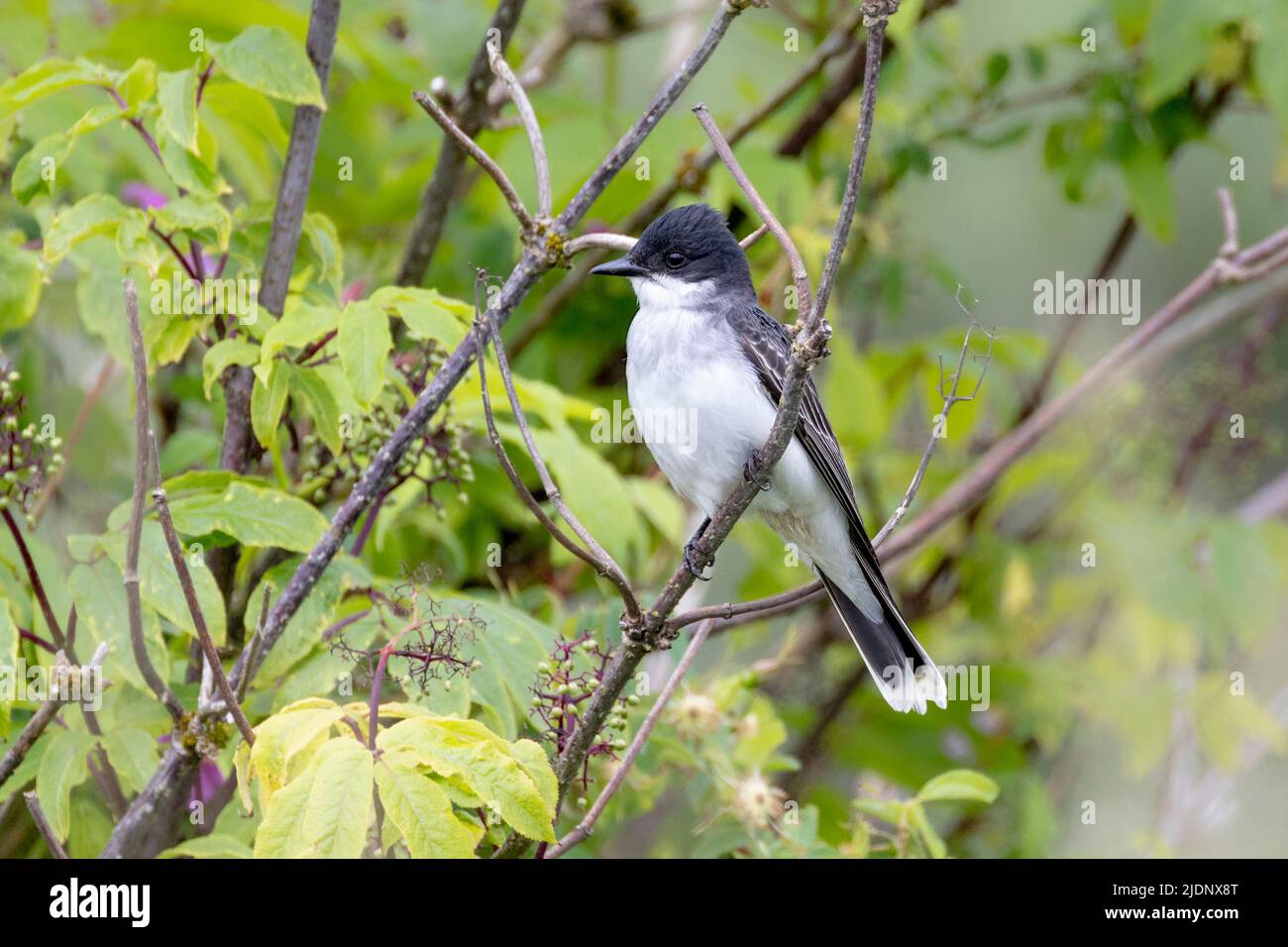 Eastern kingbird bird at Coquitlam BC Canada Stock Photo