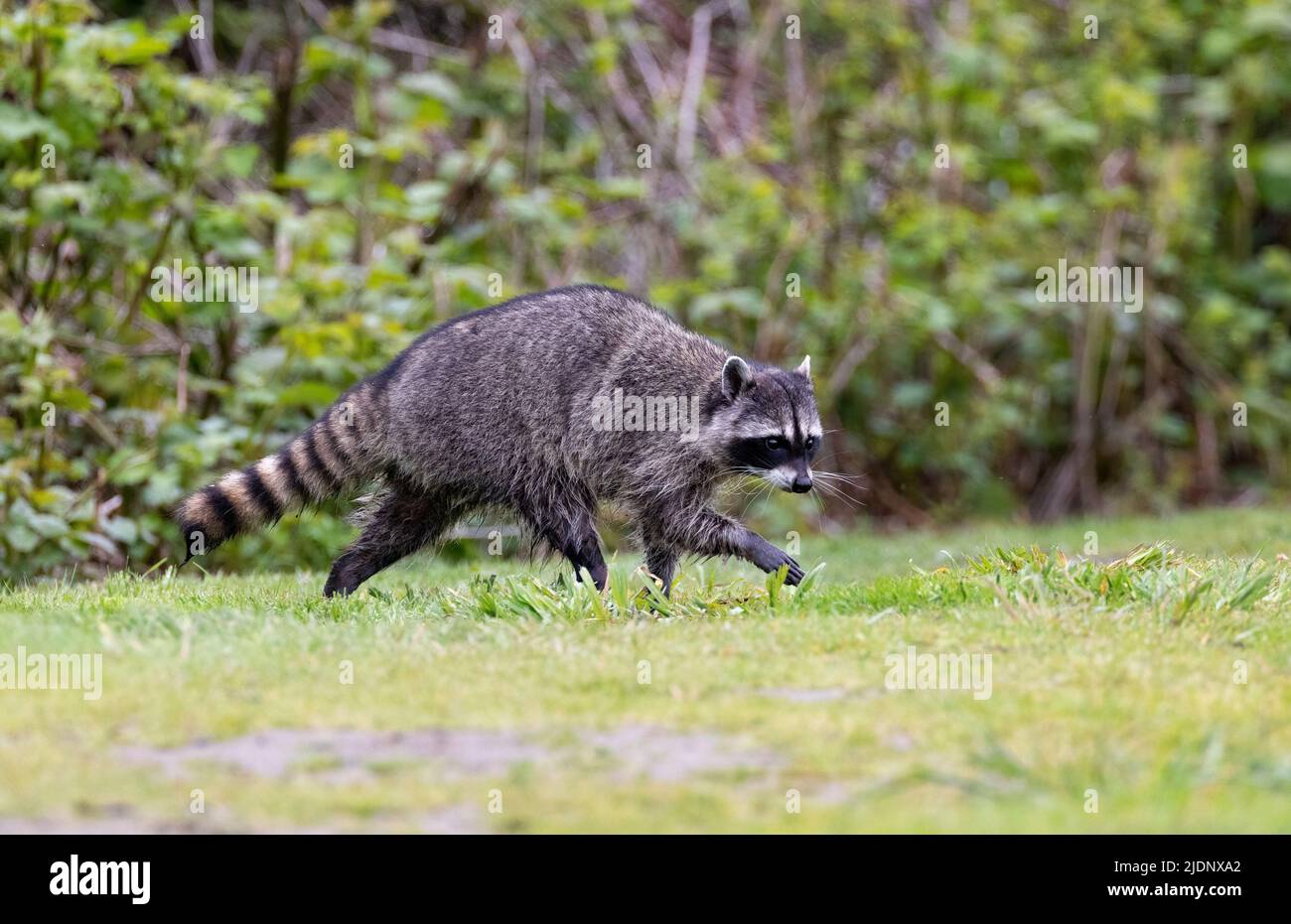 Wild Raccoon animal at Richmond BC Canada Stock Photo
