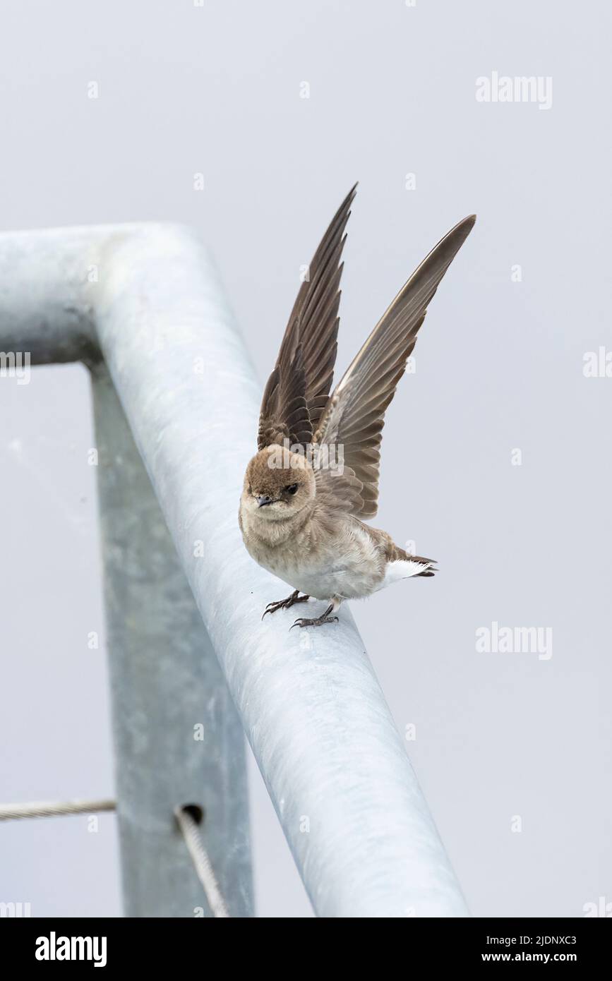 Northern rough-winged swallow at Coquitlam BC Canada Stock Photo