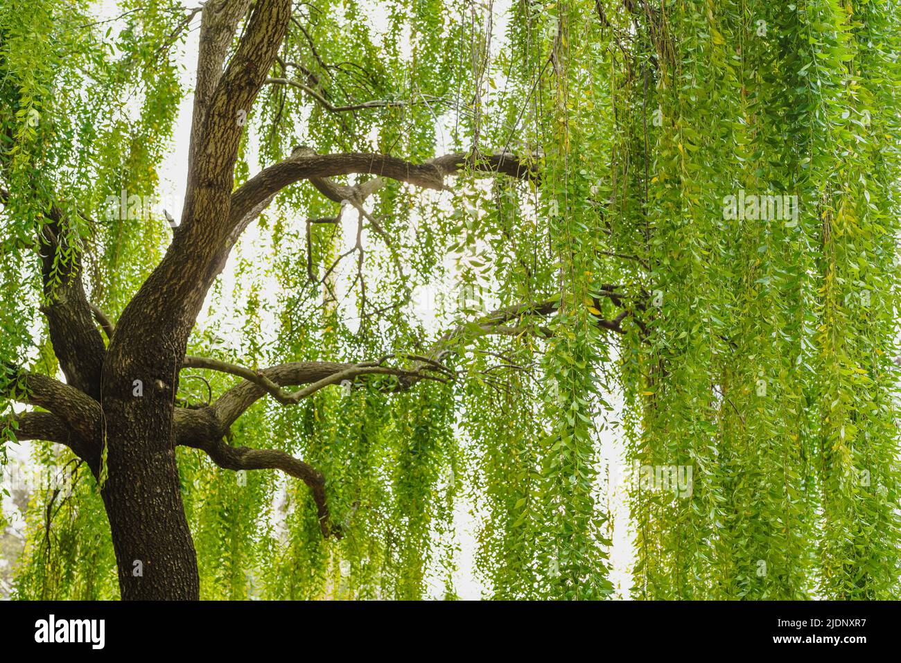 Mayten tree (Maytenus boaria), evergreen weeping tree close up in park Stock Photo