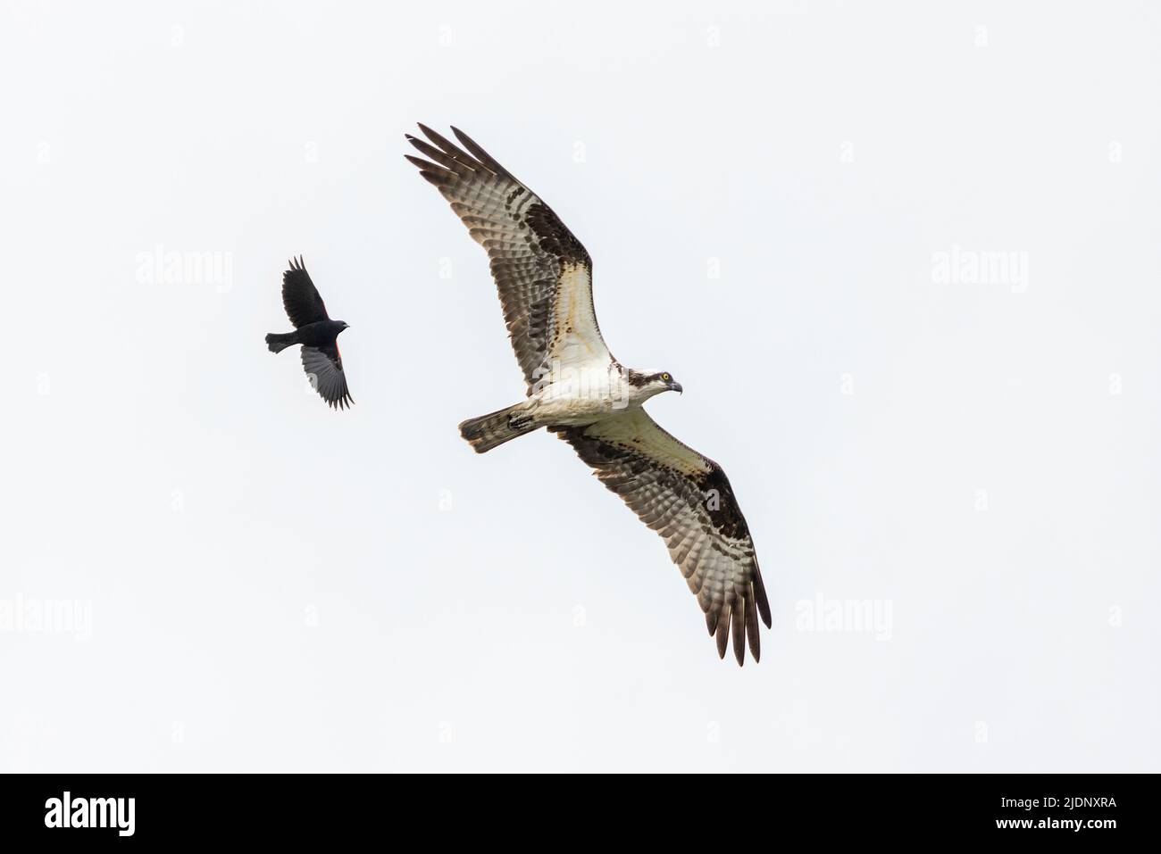 red winged blackbird chasing Osprey at  Richmond BC Canada Stock Photo