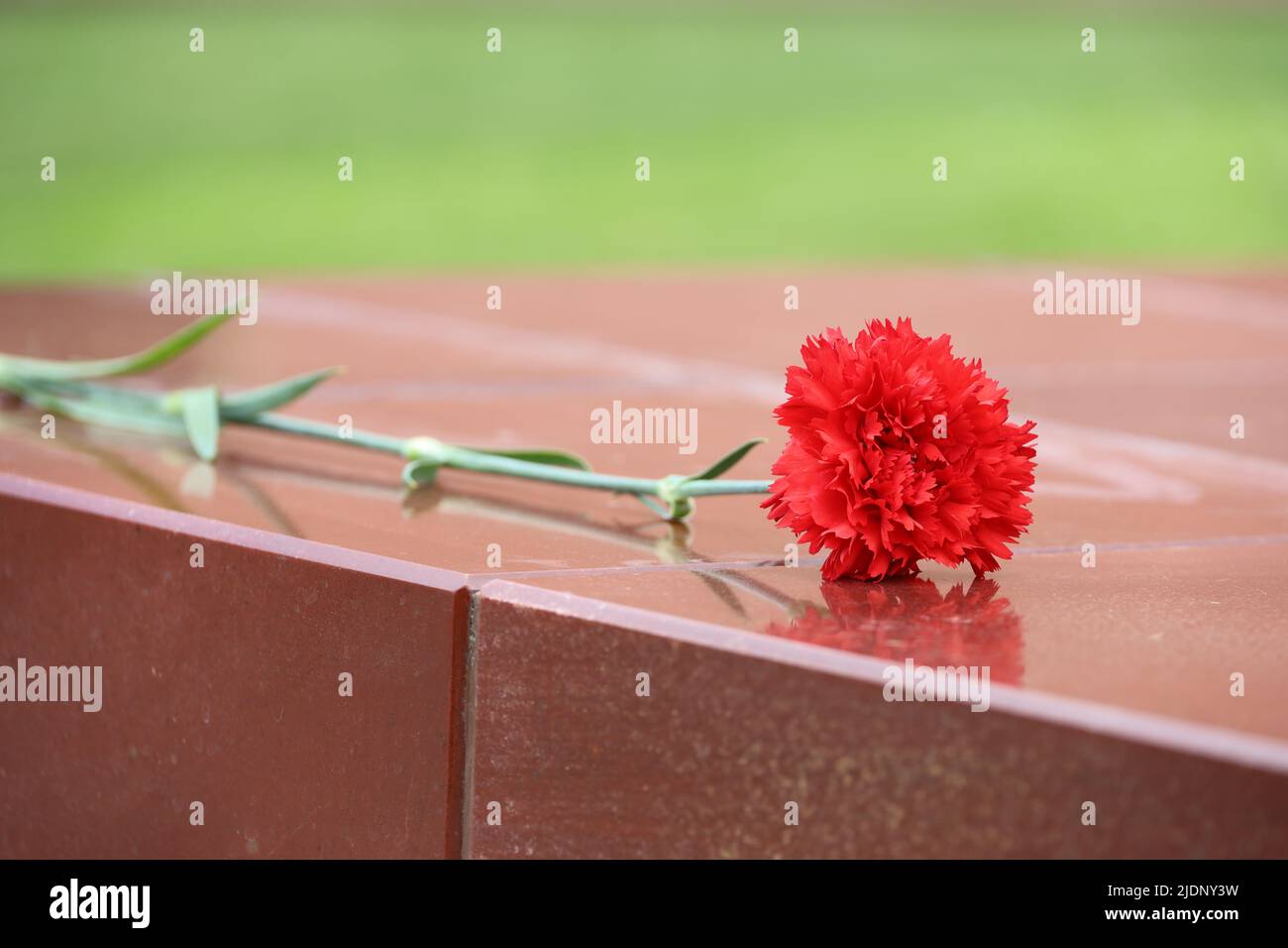 Red carnation on a stones. Flower on a tomb memorial Stock Photo