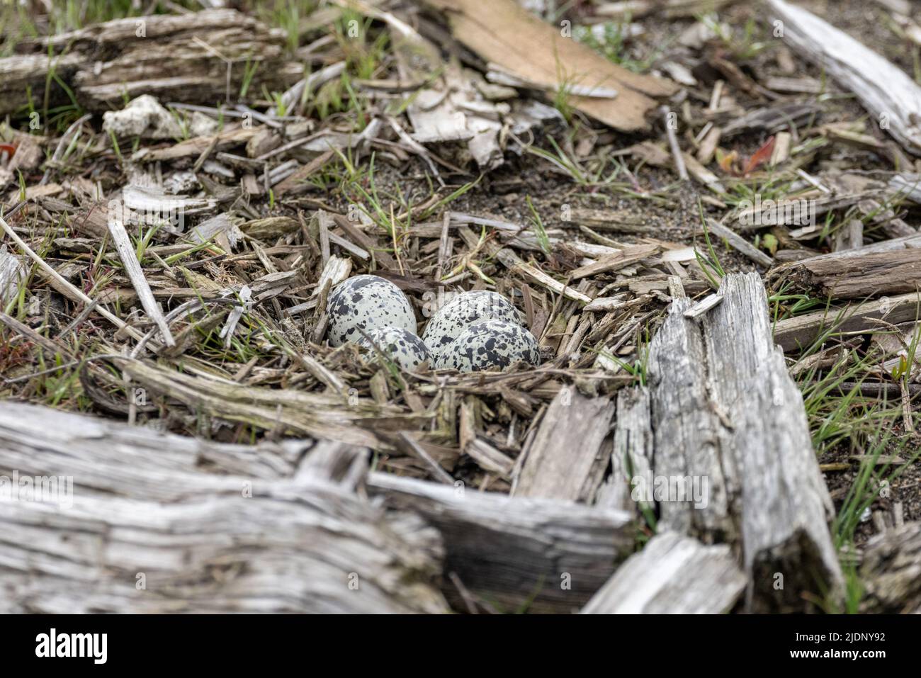 Killdeer bird nest at Vancouver BC Canada Stock Photo Alamy