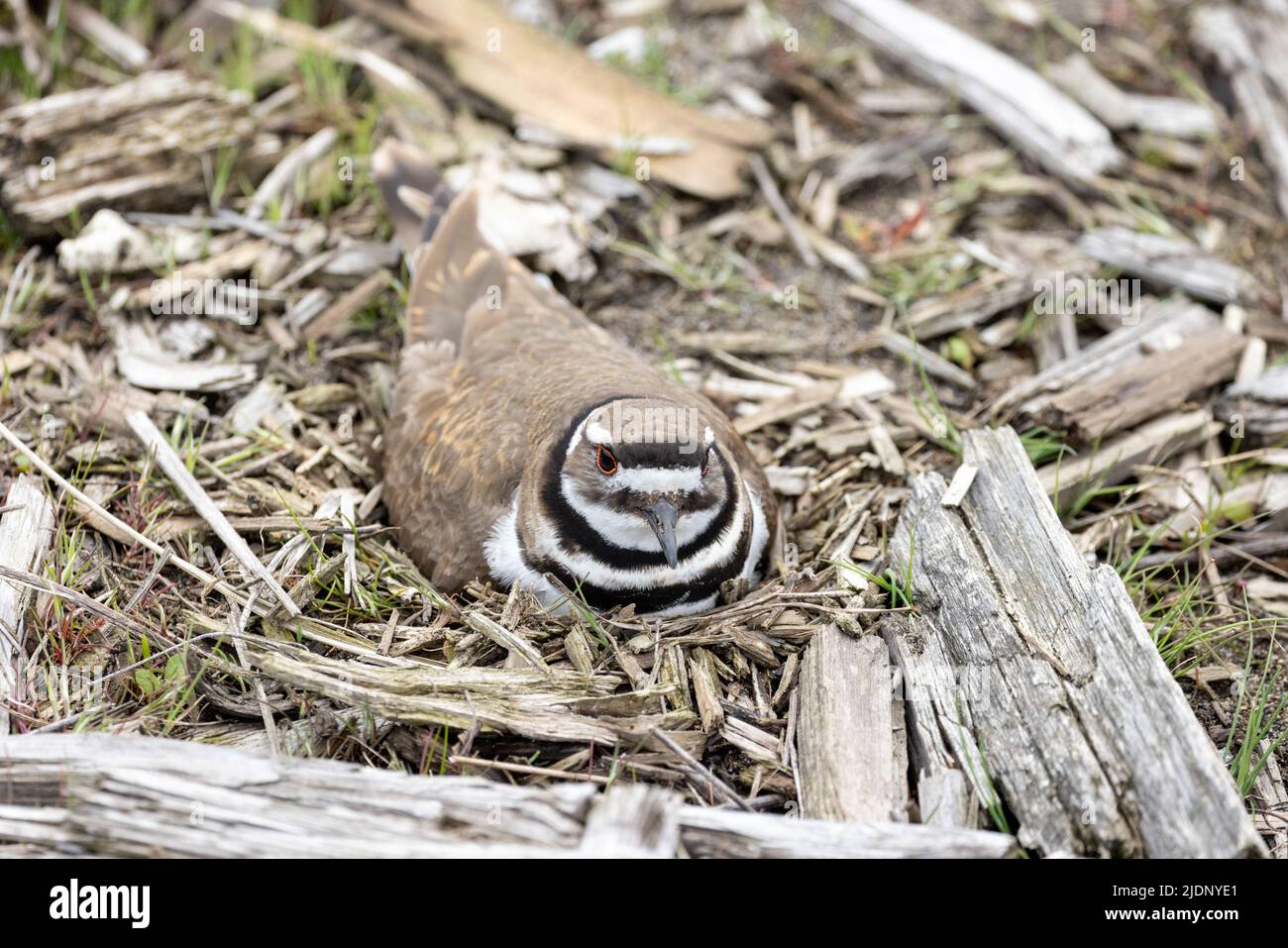 Killdeer bird nest at Vancouver BC Canada Stock Photo Alamy