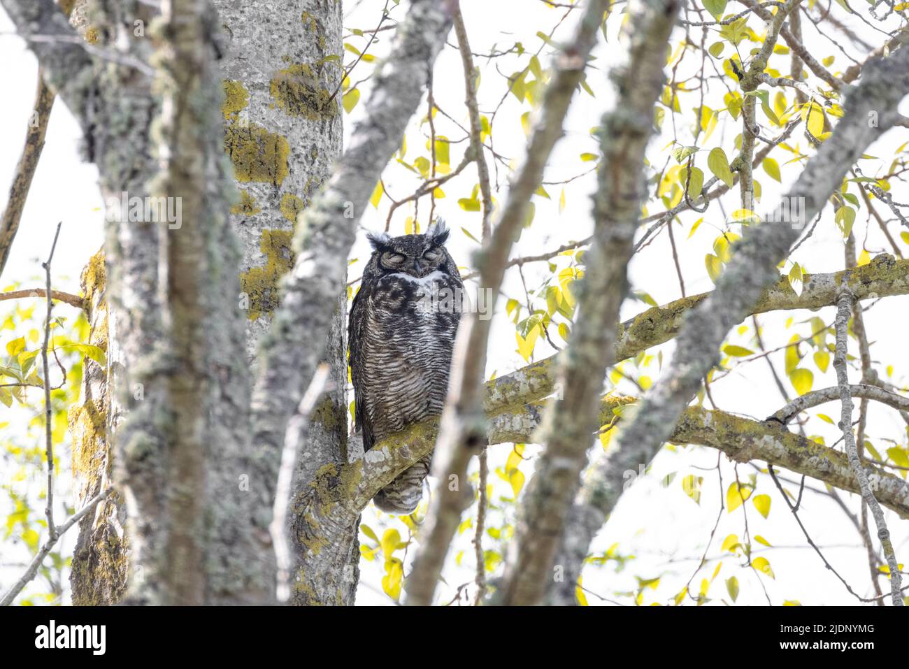 Great horned owl at Vancouver BC Canada Stock Photo