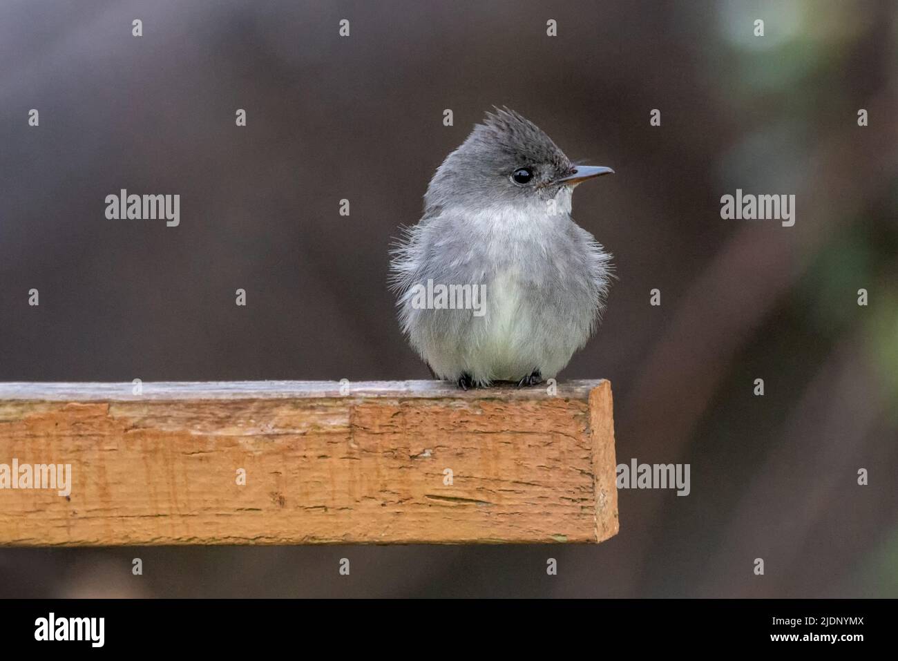 Western Wood-Pewee bird at Vancouver BC Canada Stock Photo