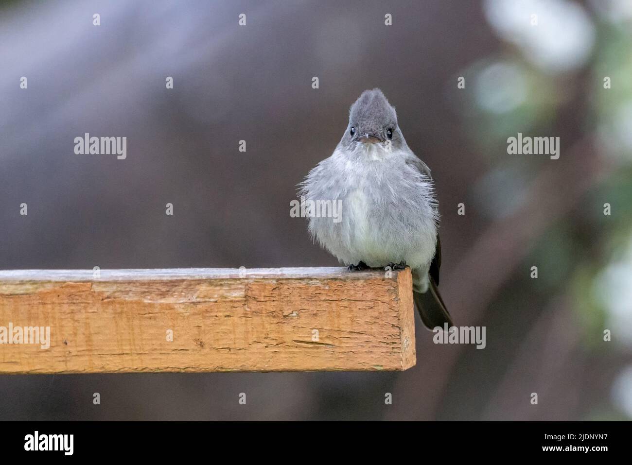 Western Wood-Pewee bird at Vancouver BC Canada Stock Photo