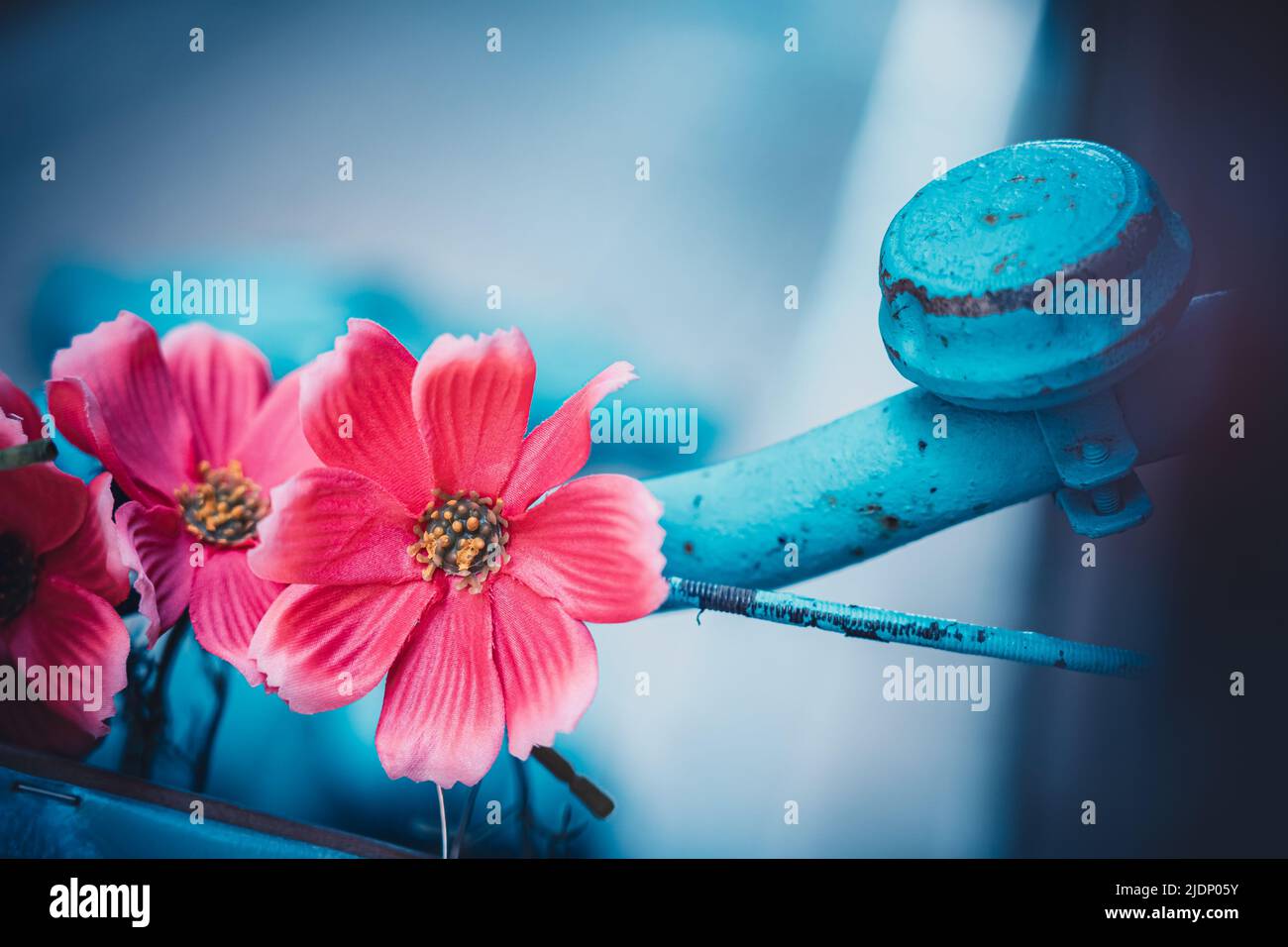 Blue cosmos isolated flower hi-res stock photography and images - Alamy