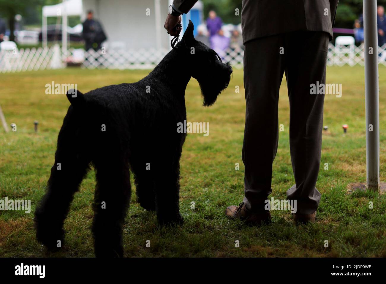 A Giant Schnauzer dog stands with its handler during breed judging competition at the 146th Westminster Kennel Club Dog Show at the Lyndhurst Estate in Tarrytown, New York, U.S., June 22, 2022. REUTERS/Mike Segar Stock Photo