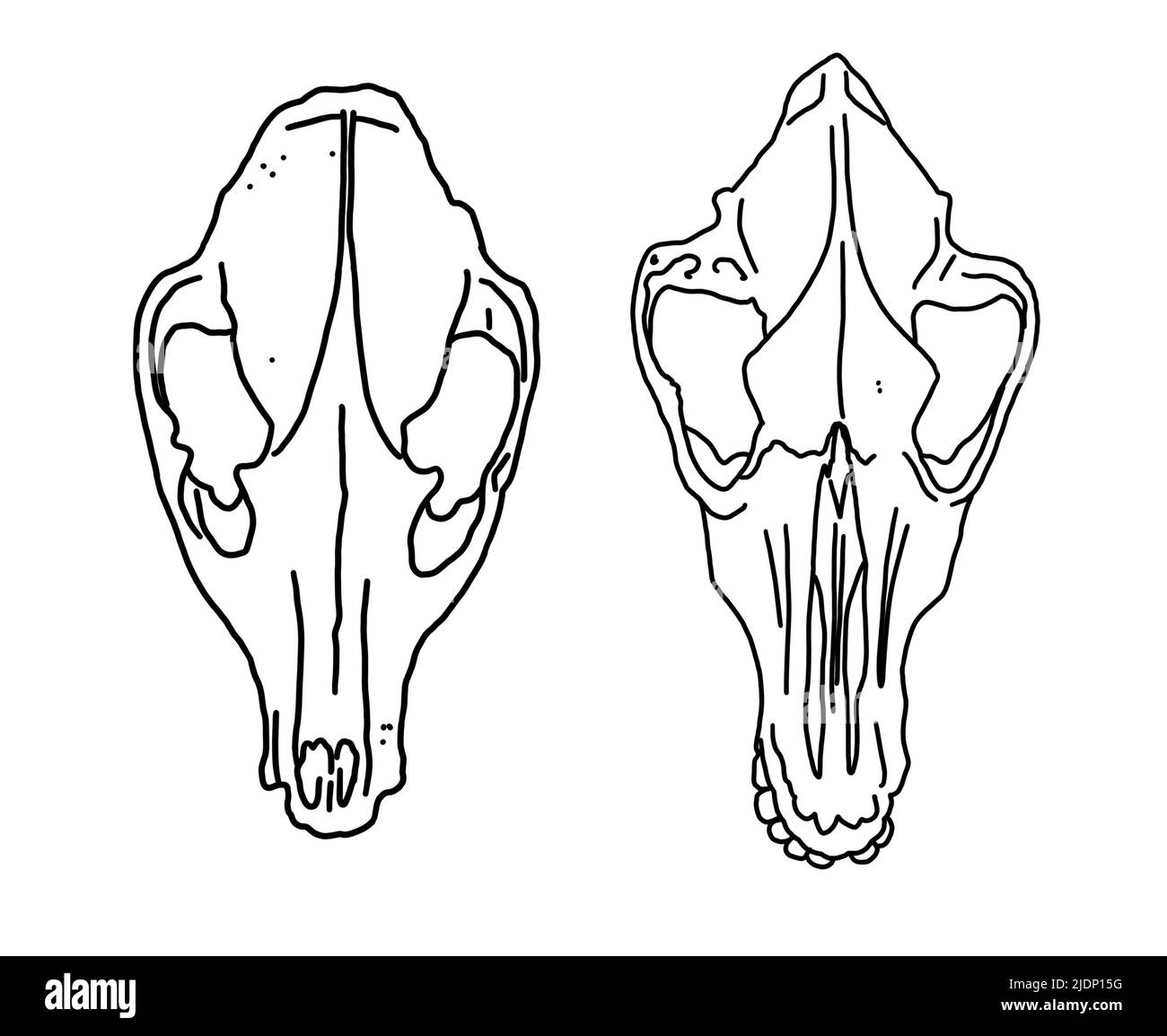 Graphical set. animal skulls linear art. Stock Photo