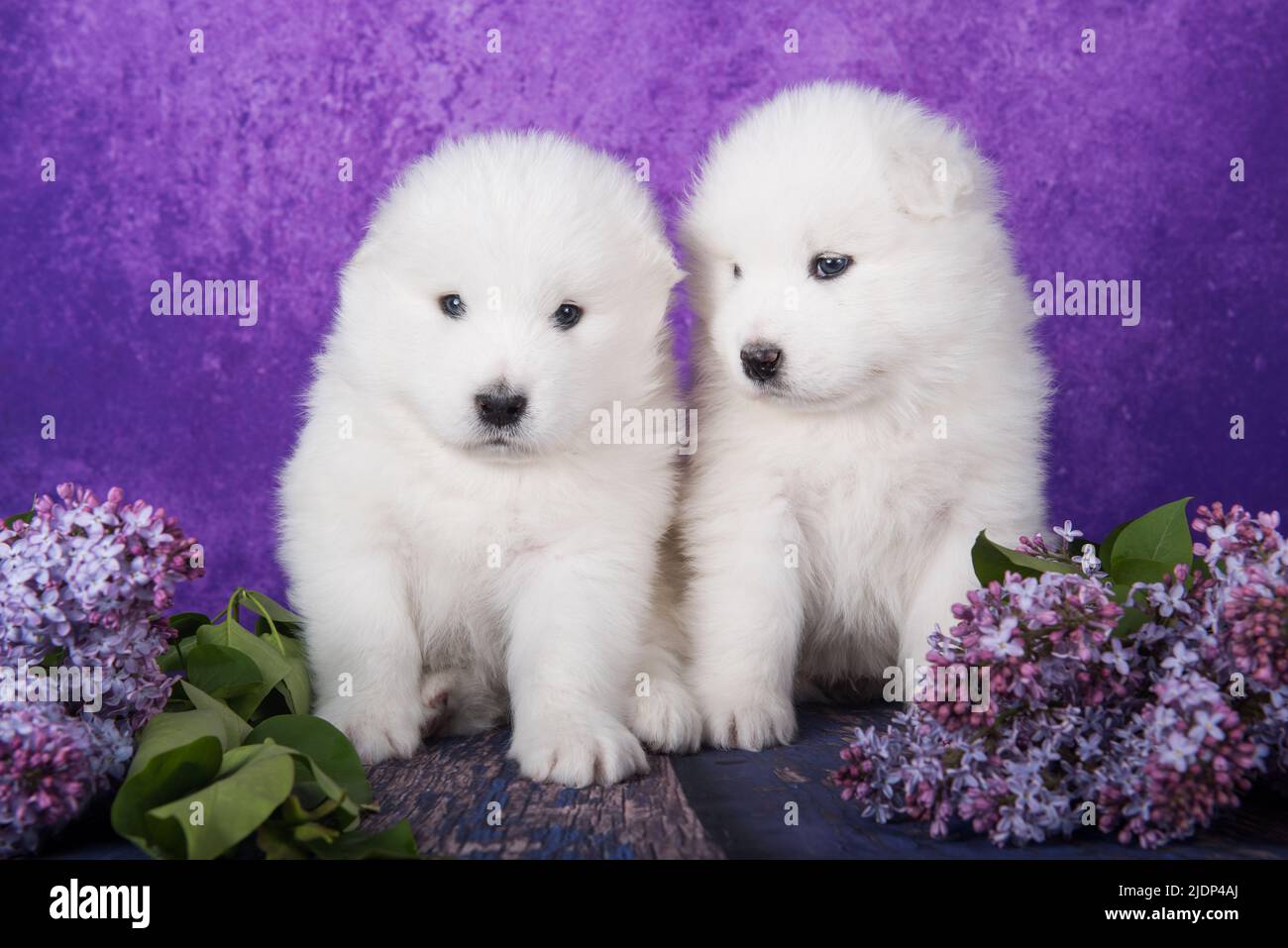 Two White fluffy small Samoyed puppies dogs are sitting on purple background with lilac flowers Stock Photo