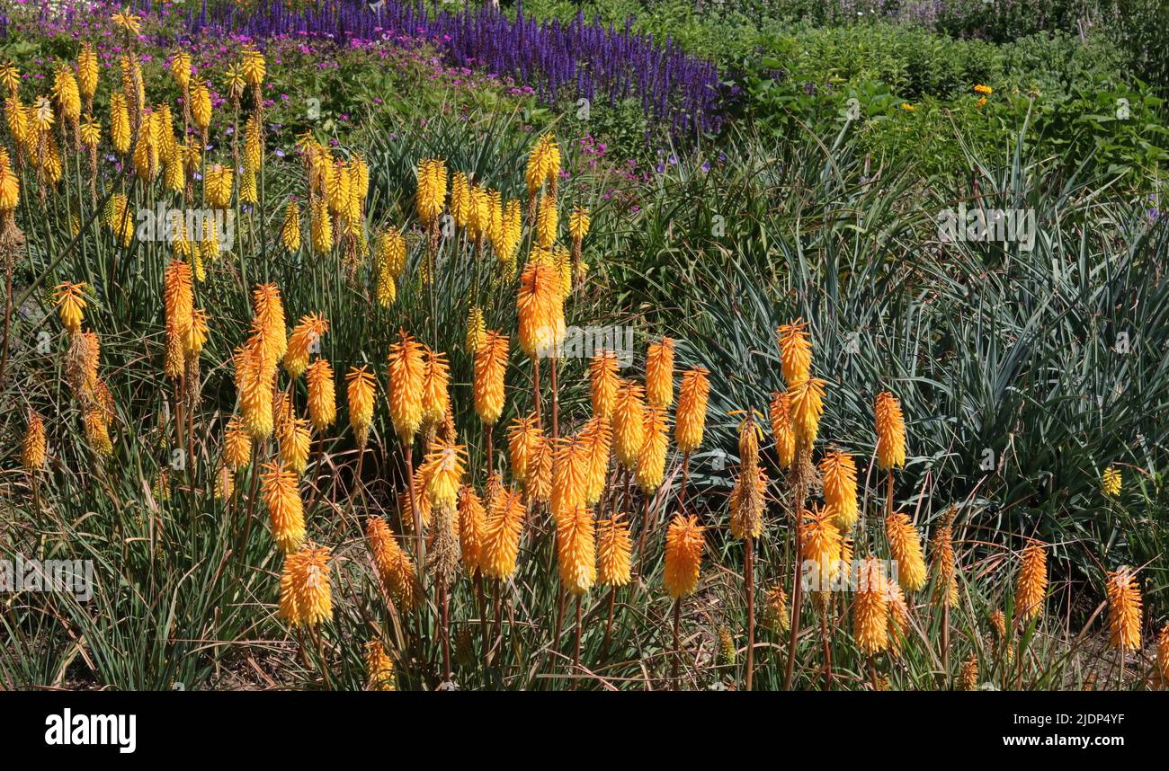 Beautiful pale orange kniphofia or red hot pokers in garden setting Stock Photo