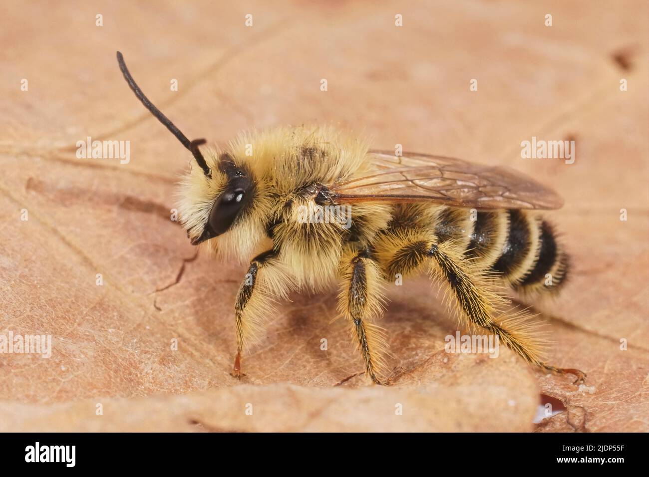 Detailed closeup on a hairy male Pantaloon bee, Dasypoda hirtipes sitting on a dried leaf Stock Photo