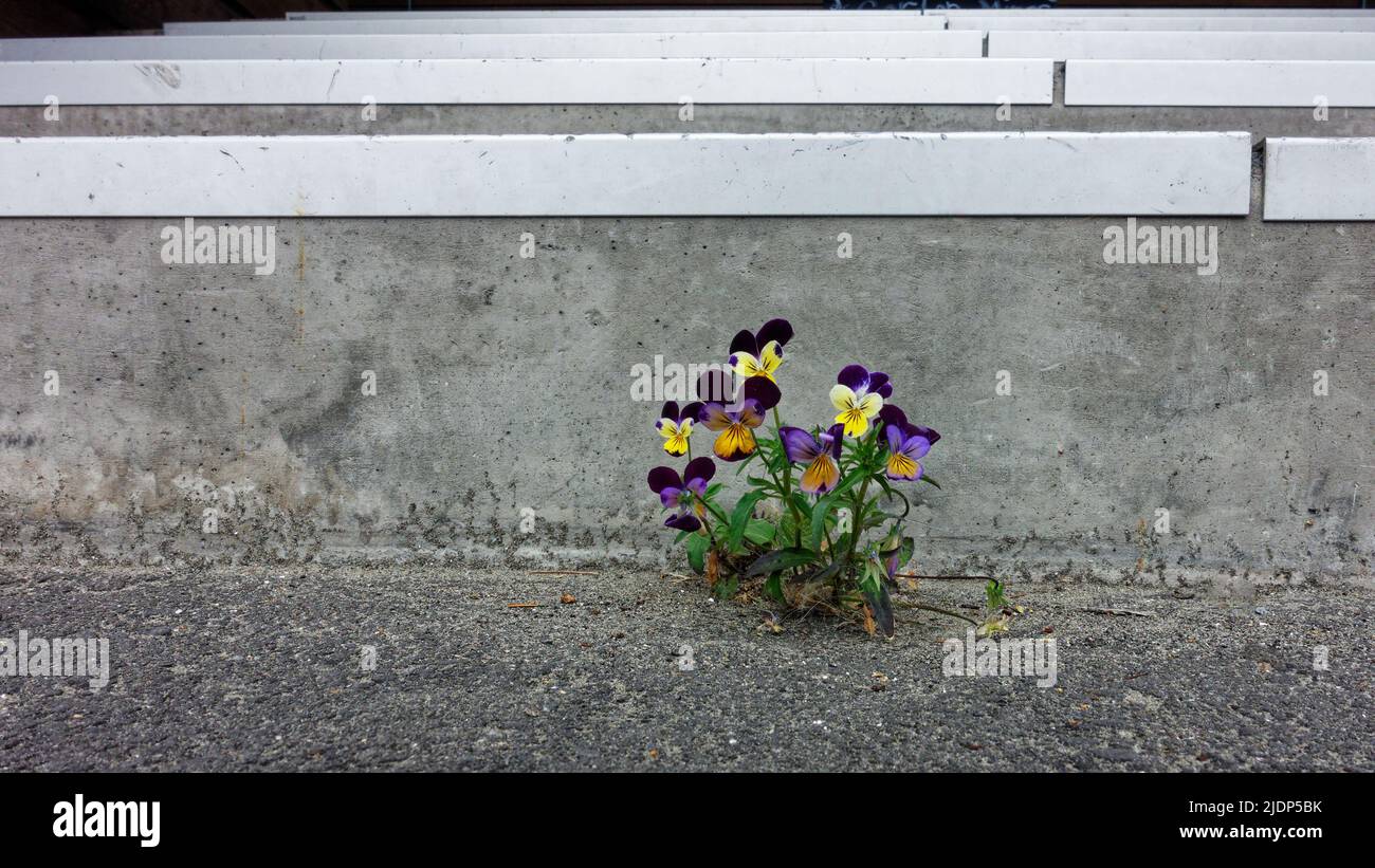 A small family of purple and yellow pansy flowers eking out a living in a crack in a flight of stairs. Stock Photo