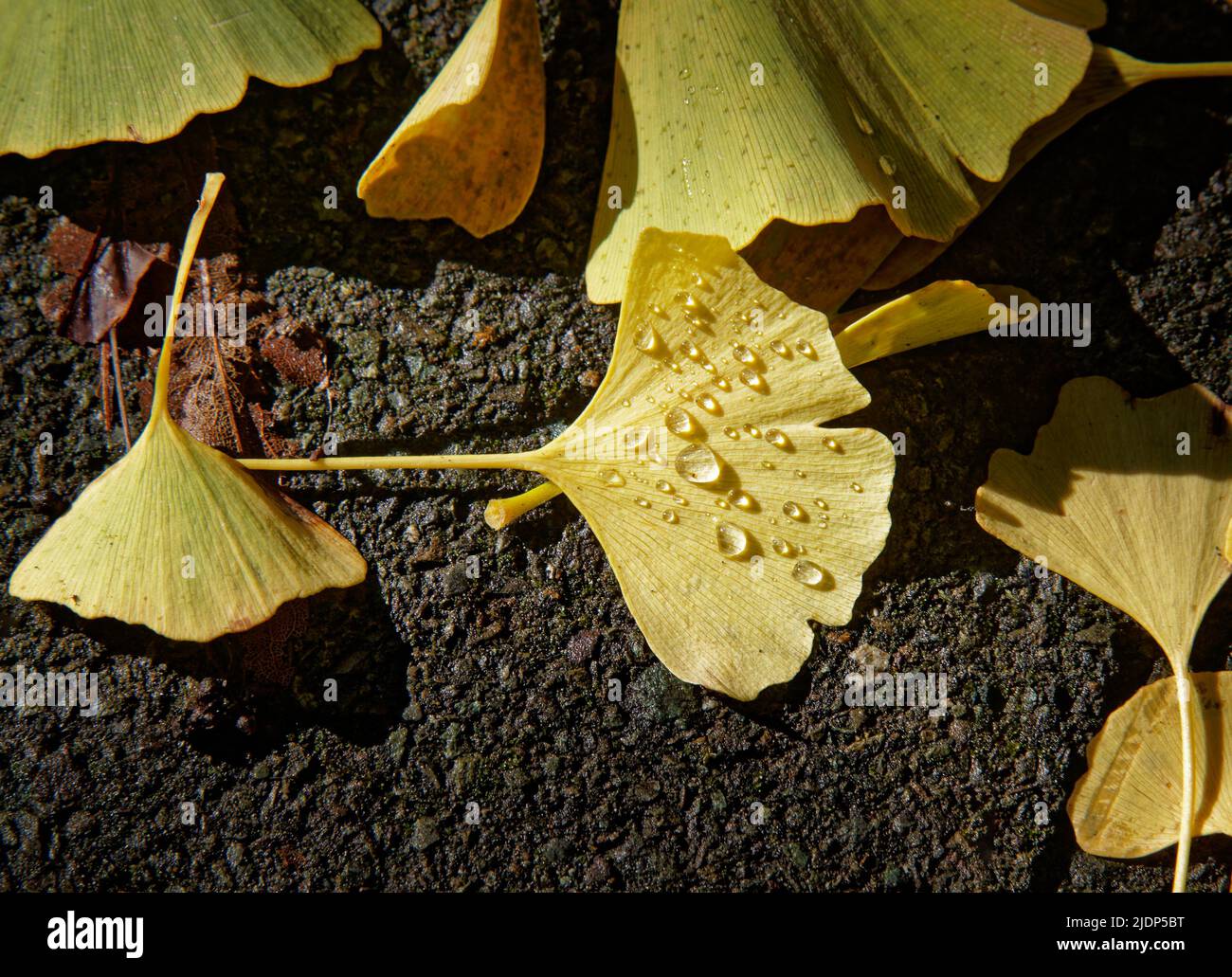 Yellow ginkgo tree leaves with raindrops in autumn in a park, Nelson, Aotearoa / New Zealand. Stock Photo