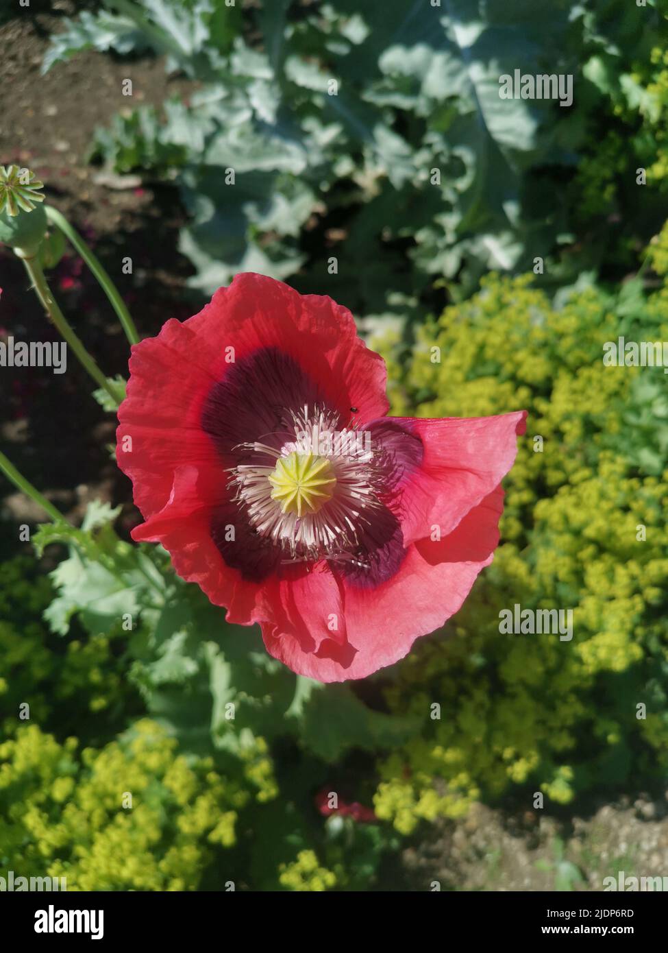 Beautiful pink poppy taken from above surrounded by green foliage Stock Photo