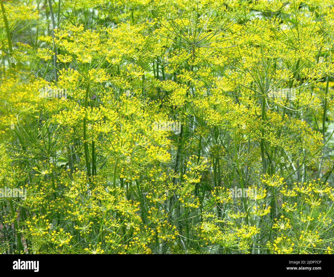 Dill plant in the garden. Dill flowering, bloomsl. Fennel leaves. Green